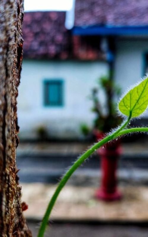 close-up-plant-against-building_1048944-11851979